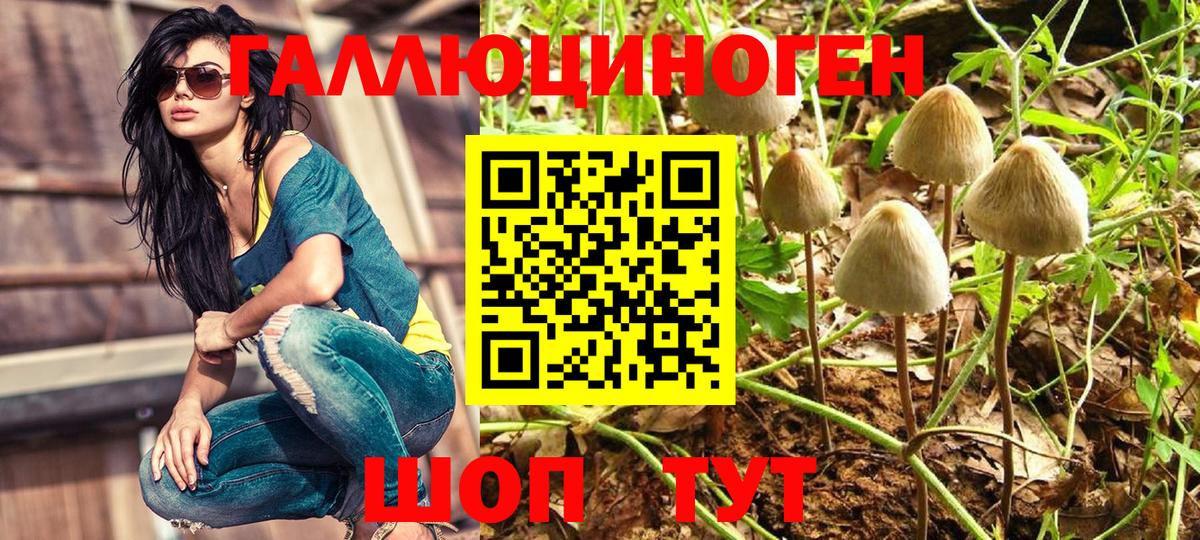 Псилоцибиновые грибы Psilocybe Горно-Алтайск